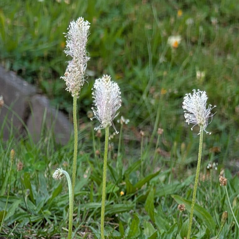 Mittelwegerich in Blüte Mittelwegerich in Blüte