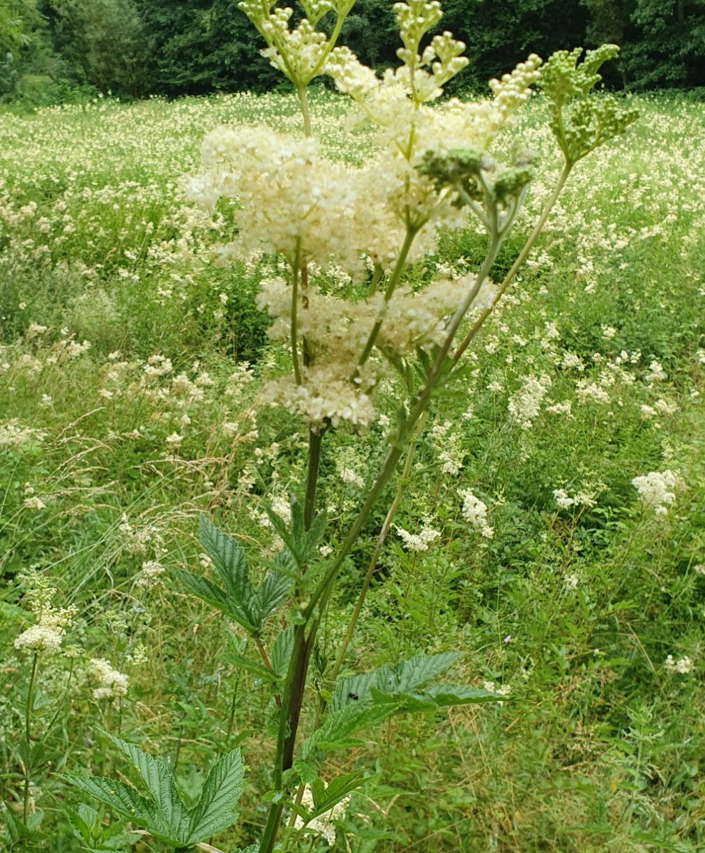Mädesüß in Blüte Mädesüß in Blüte